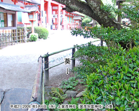 上賀茂神社（賀茂別雷神社）の楼門の前にあった葵（あおい）