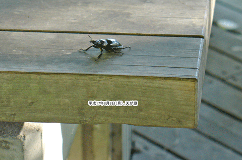 �����ւ�����ł����Ƃ�����u�V�����v