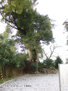 ���_�Ёi�������j�̃N�X�m�L