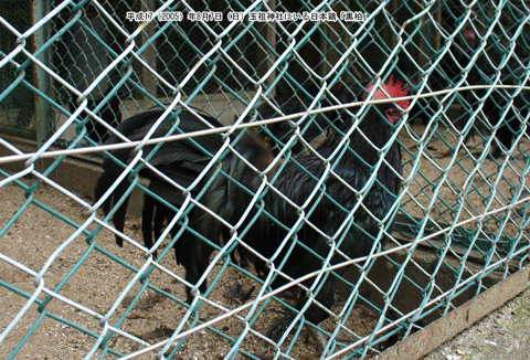 ���{�{�u�����v