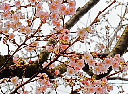ドイツのベルリンで冬に咲く桜