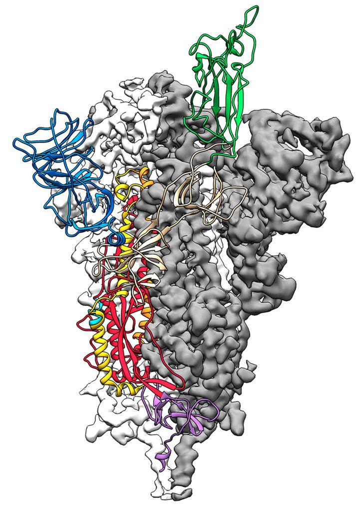 タンパク質の構造