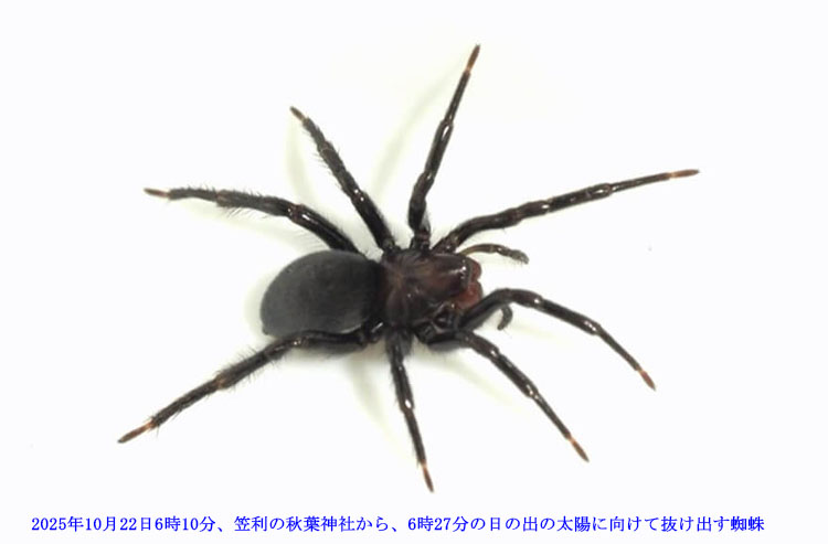 �}���̏H�t�_�Ђɐ���ł����Œw偂�