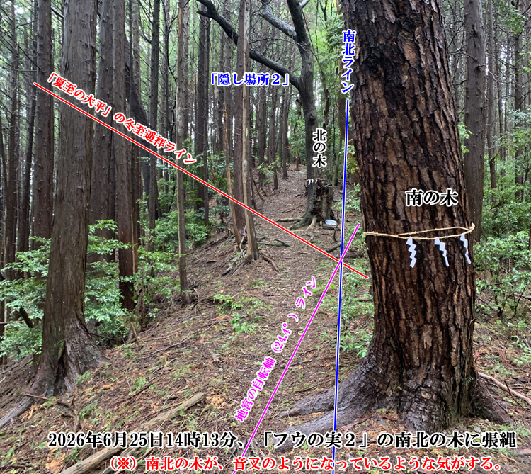 「フウの実2」の南北の木に注連縄を張った
