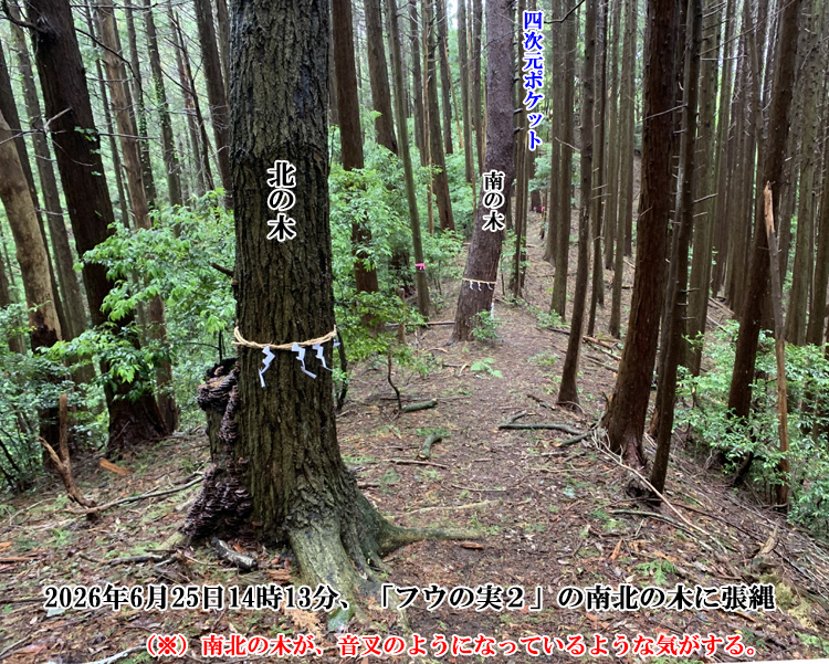 「フウの実2」の南北の木に注連縄を張った