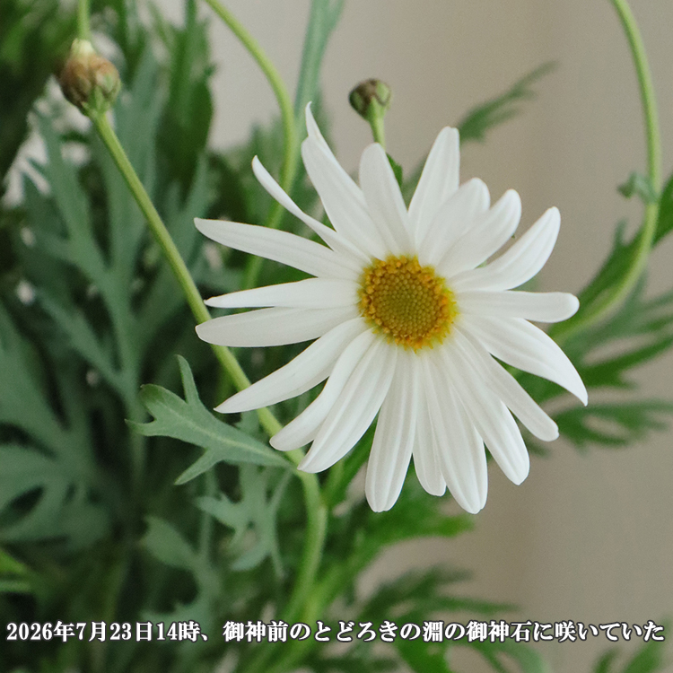 あいう